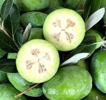 Load image into Gallery viewer, FEIJOA PICKLE (tastes almost like mango pickle)